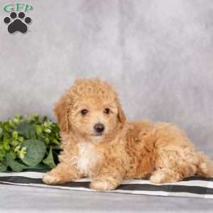 Heidi, Bich-Poo Puppy
